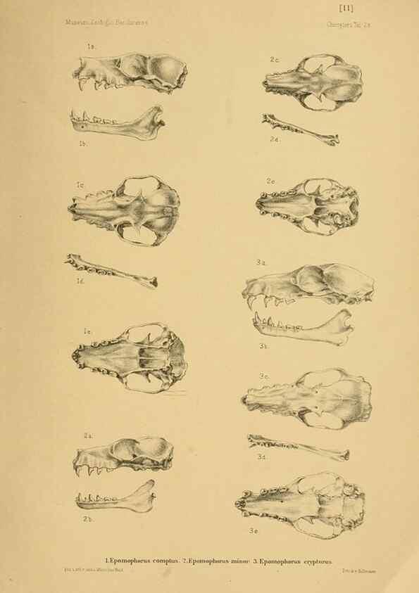 Reproducción/Reproduction 49806692577: Die Fledermäuse des Berliner Museums für Naturkunde.. Berlin :G. Reimer,1899.. 