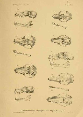 Reproducción/Reproduction 49806692577: Die Fledermäuse des Berliner Museums für Naturkunde.. Berlin :G. Reimer,1899.. 