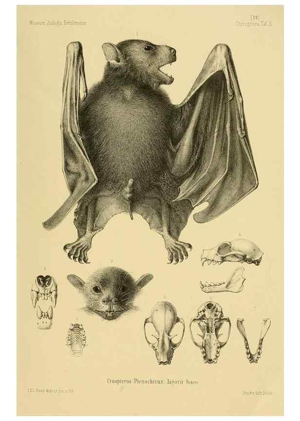 Reproducción/Reproduction 49805827973: Die Fledermäuse des Berliner Museums für Naturkunde.. Berlin :G. Reimer,1899.. 