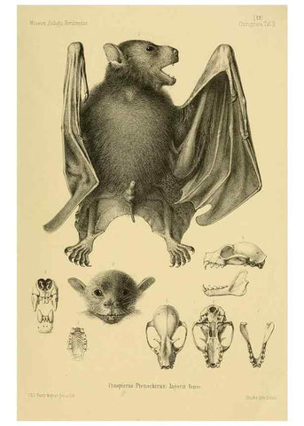 Reproducción/Reproduction 49805827973: Die Fledermäuse des Berliner Museums für Naturkunde.. Berlin :G. Reimer,1899.. 