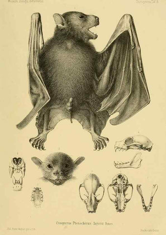 Reproducción/Reproduction 49805827973: Die Fledermäuse des Berliner Museums für Naturkunde.. Berlin :G. Reimer,1899.. 