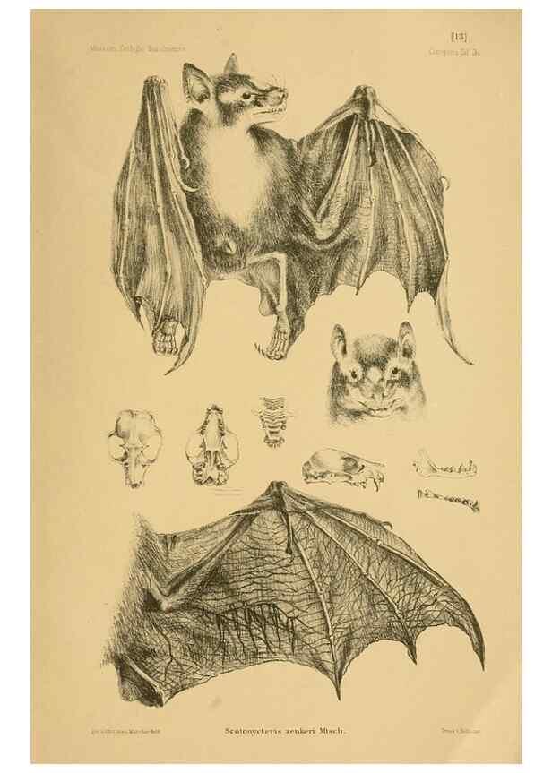 Reproducción/Reproduction 49806693417: Die Fledermäuse des Berliner Museums für Naturkunde.. Berlin :G. Reimer,1899.. 
