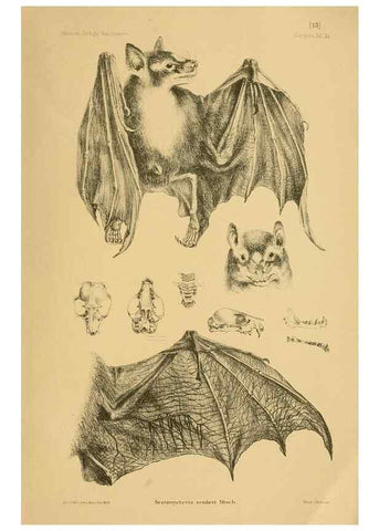 Reproducción/Reproduction 49806693417: Die Fledermäuse des Berliner Museums für Naturkunde.. Berlin :G. Reimer,1899.. 
