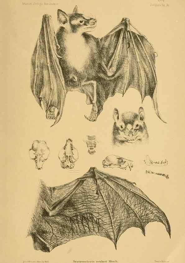 Reproducción/Reproduction 49806693417: Die Fledermäuse des Berliner Museums für Naturkunde.. Berlin :G. Reimer,1899.. 