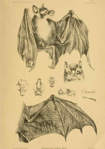 Reproducción/Reproduction 49806693417: Die Fledermäuse des Berliner Museums für Naturkunde.. Berlin :G. Reimer,1899.. 