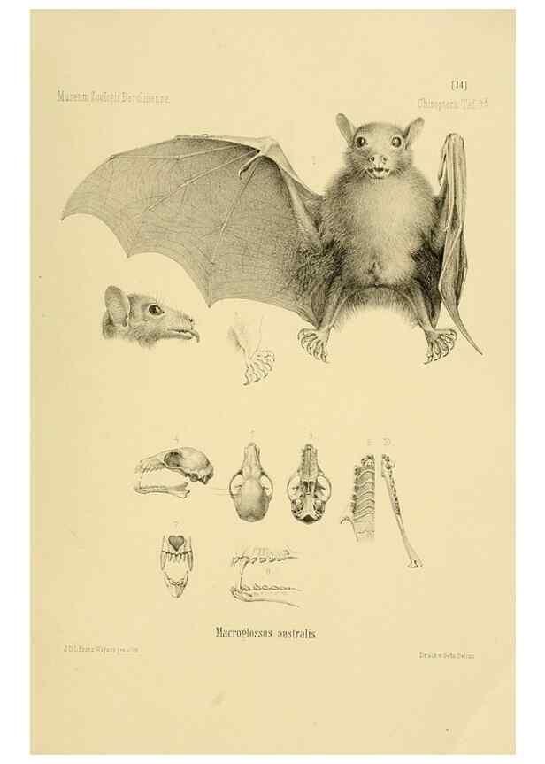 Reproducción/Reproduction 49805828678: Die Fledermäuse des Berliner Museums für Naturkunde.. Berlin :G. Reimer,1899.. 