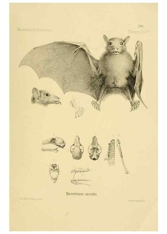 Reproducción/Reproduction 49805828678: Die Fledermäuse des Berliner Museums für Naturkunde.. Berlin :G. Reimer,1899.. 