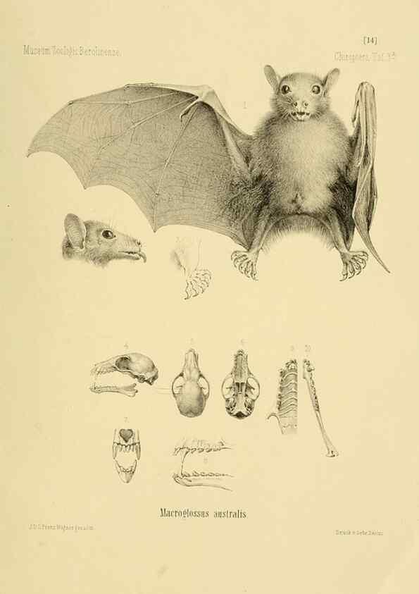 Reproducción/Reproduction 49805828678: Die Fledermäuse des Berliner Museums für Naturkunde.. Berlin :G. Reimer,1899.. 