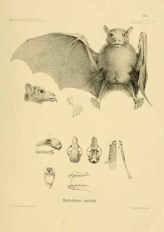 Reproducción/Reproduction 49805828678: Die Fledermäuse des Berliner Museums für Naturkunde.. Berlin :G. Reimer,1899.. 