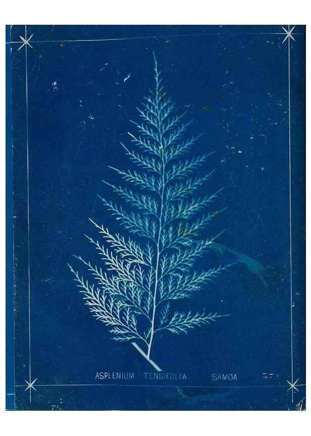 Reproducción/Reproduction 49806285572: [New Zealand ferns]. Auckland, New ZealandDobbie, H. B.1880. 