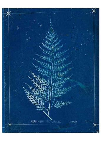Reproducción/Reproduction 49806285572: [New Zealand ferns]. Auckland, New ZealandDobbie, H. B.1880. 