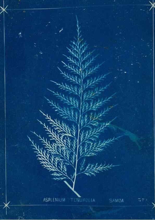 Reproducción/Reproduction 49806285572: [New Zealand ferns]. Auckland, New ZealandDobbie, H. B.1880. 