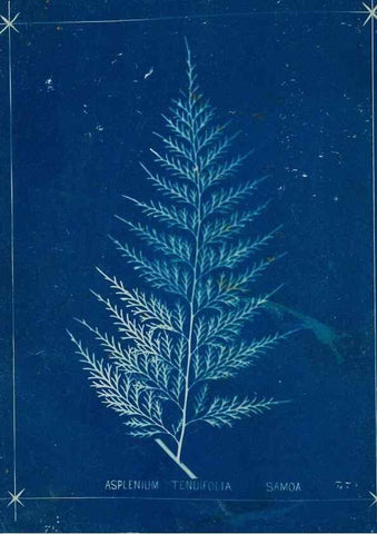 Reproducción/Reproduction 49806285572: [New Zealand ferns]. Auckland, New ZealandDobbie, H. B.1880. 