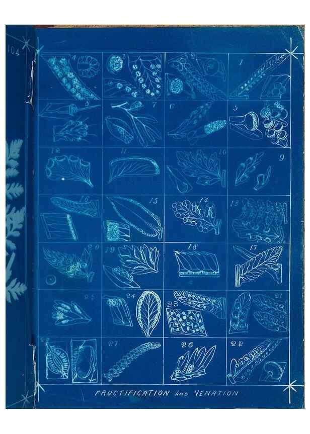 Reproducción/Reproduction 49805975201: [New Zealand ferns]. Auckland, New ZealandDobbie, H. B.1880. 