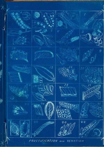 Reproducción/Reproduction 49805975201: [New Zealand ferns]. Auckland, New ZealandDobbie, H. B.1880. 