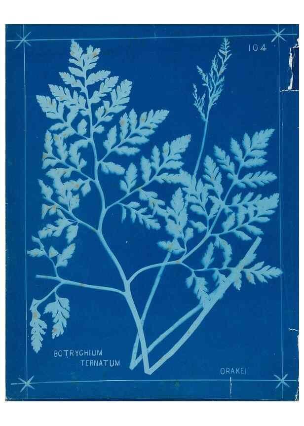 Reproducción/Reproduction 49805974726: [New Zealand ferns]. Auckland, New ZealandDobbie, H. B.1880. 