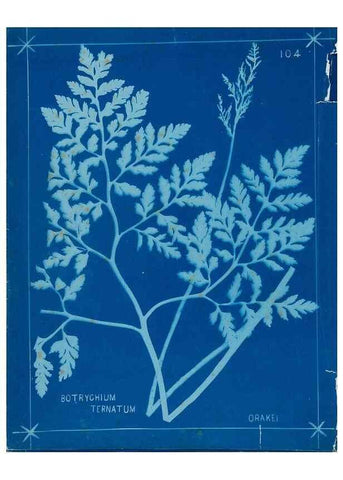 Reproducción/Reproduction 49805974726: [New Zealand ferns]. Auckland, New ZealandDobbie, H. B.1880. 