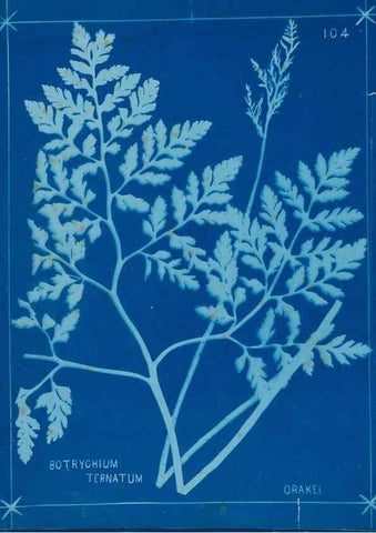 Reproducción/Reproduction 49805974726: [New Zealand ferns]. Auckland, New ZealandDobbie, H. B.1880. 