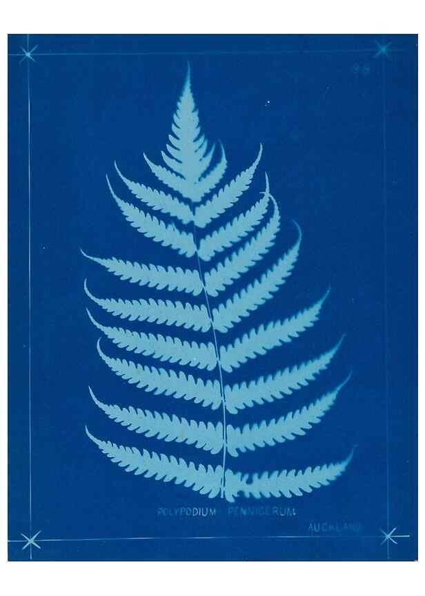 Reproducción/Reproduction 49806278367: [New Zealand ferns]. Auckland, New ZealandDobbie, H. B.1880. 