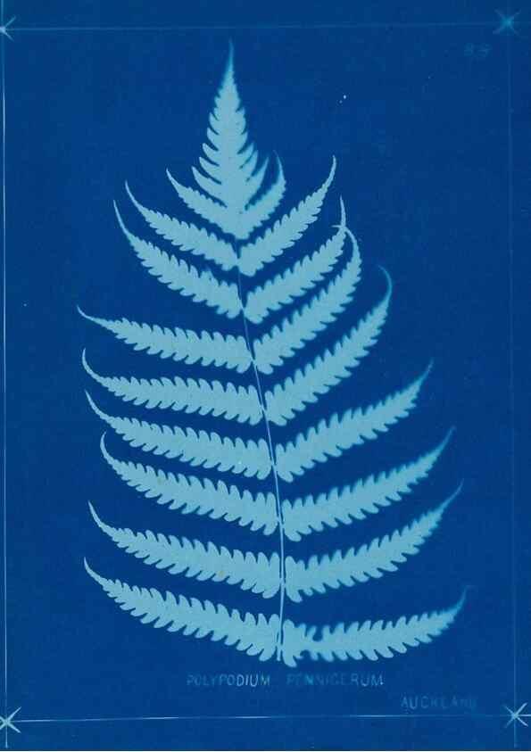 Reproducción/Reproduction 49806278367: [New Zealand ferns]. Auckland, New ZealandDobbie, H. B.1880. 