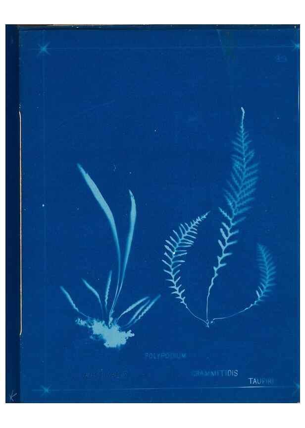 Reproducción/Reproduction 49805413363: [New Zealand ferns]. Auckland, New ZealandDobbie, H. B.1880. 
