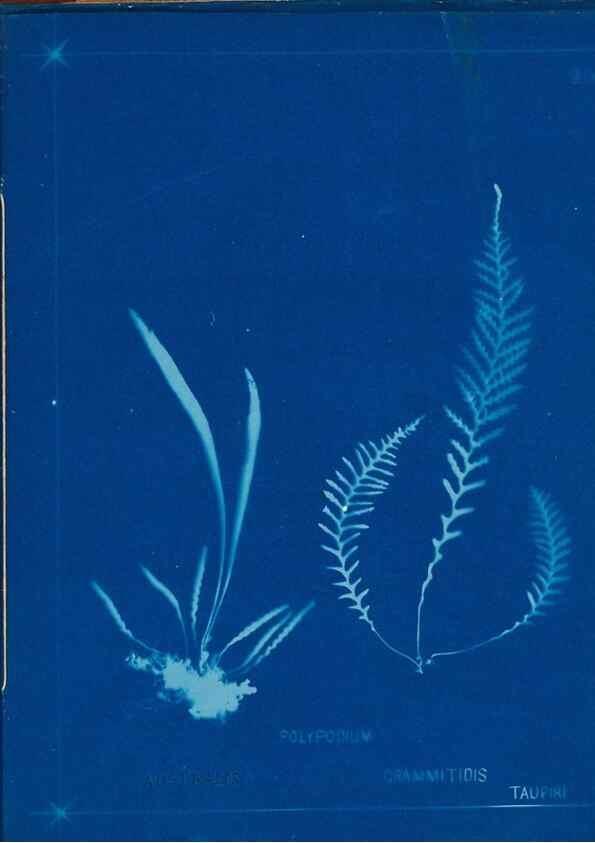Reproducción/Reproduction 49805413363: [New Zealand ferns]. Auckland, New ZealandDobbie, H. B.1880. 