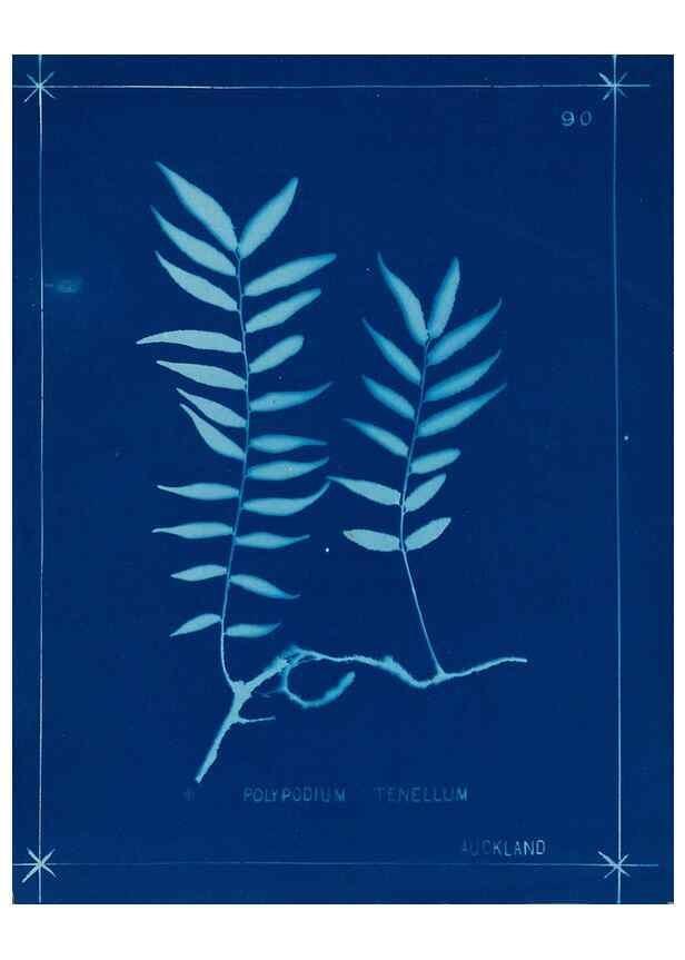 Reproducción/Reproduction 49805968721: [New Zealand ferns]. Auckland, New ZealandDobbie, H. B.1880. 
