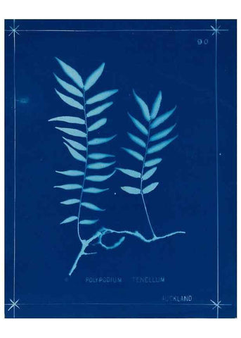 Reproducción/Reproduction 49805968721: [New Zealand ferns]. Auckland, New ZealandDobbie, H. B.1880. 