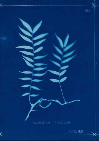 Reproducción/Reproduction 49805968721: [New Zealand ferns]. Auckland, New ZealandDobbie, H. B.1880. 