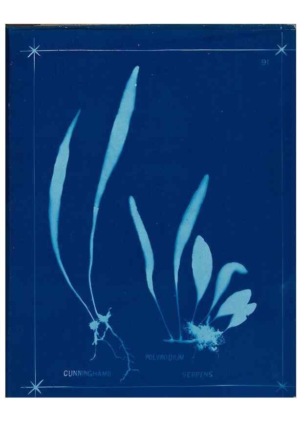 Reproducción/Reproduction 49805969026: [New Zealand ferns]. Auckland, New ZealandDobbie, H. B.1880. 