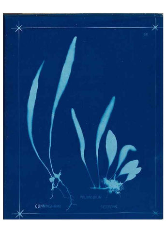 Reproducción/Reproduction 49805969026: [New Zealand ferns]. Auckland, New ZealandDobbie, H. B.1880. 
