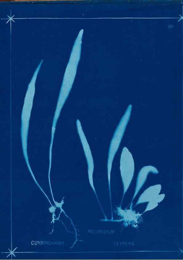 Reproducción/Reproduction 49805969026: [New Zealand ferns]. Auckland, New ZealandDobbie, H. B.1880. 