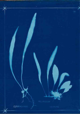 Reproducción/Reproduction 49805969026: [New Zealand ferns]. Auckland, New ZealandDobbie, H. B.1880. 