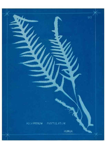 Reproducción/Reproduction 49805414343: [New Zealand ferns]. Auckland, New ZealandDobbie, H. B.1880. 