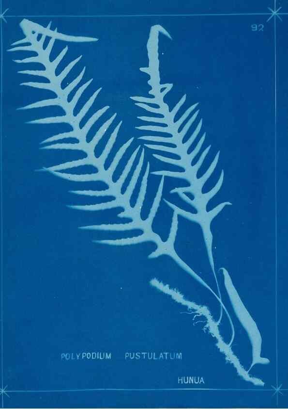 Reproducción/Reproduction 49805414343: [New Zealand ferns]. Auckland, New ZealandDobbie, H. B.1880. 