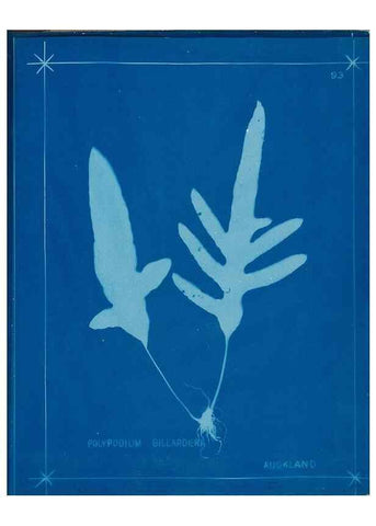 Reproducción/Reproduction 49806279947: [New Zealand ferns]. Auckland, New ZealandDobbie, H. B.1880. 