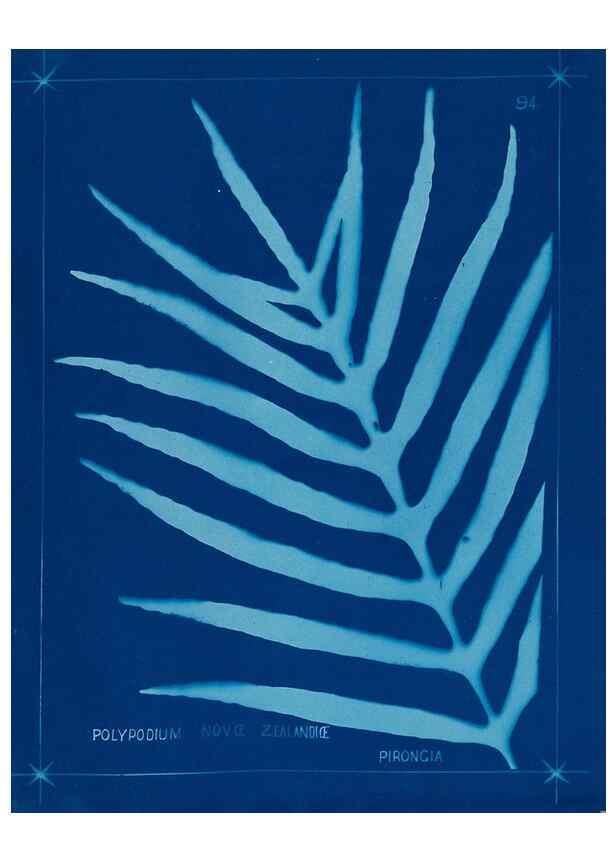 Reproducción/Reproduction 49805970011: [New Zealand ferns]. Auckland, New ZealandDobbie, H. B.1880. 