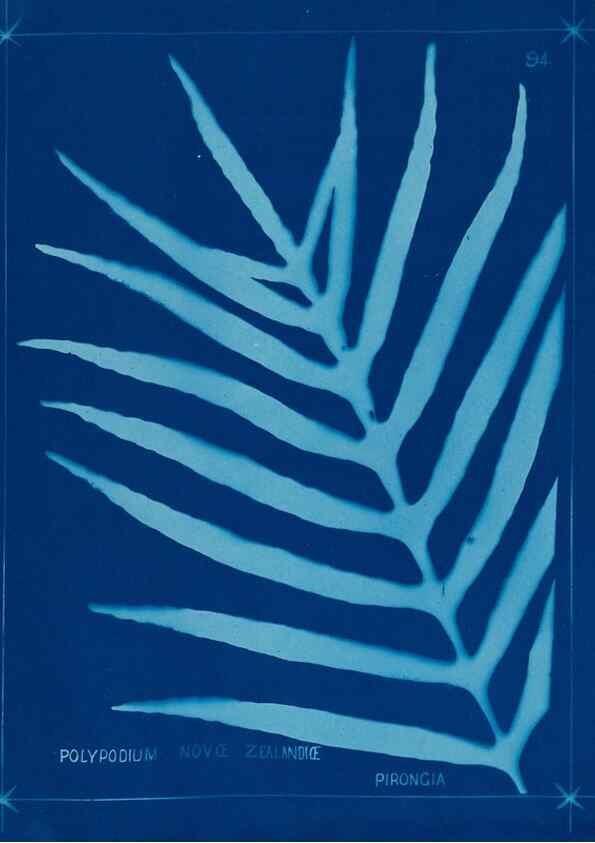 Reproducción/Reproduction 49805970011: [New Zealand ferns]. Auckland, New ZealandDobbie, H. B.1880. 