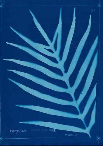Reproducción/Reproduction 49805970011: [New Zealand ferns]. Auckland, New ZealandDobbie, H. B.1880. 