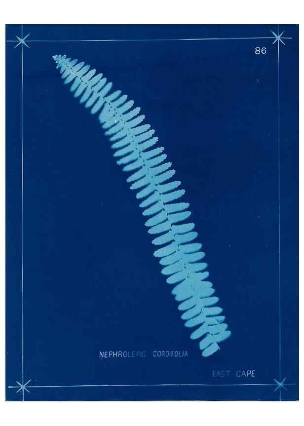 Reproducción/Reproduction 49805967381: [New Zealand ferns]. Auckland, New ZealandDobbie, H. B.1880. 