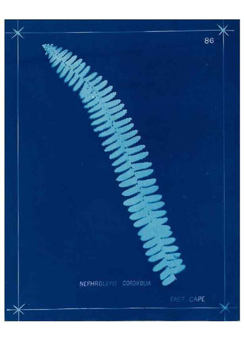 Reproducción/Reproduction 49805967381: [New Zealand ferns]. Auckland, New ZealandDobbie, H. B.1880. 