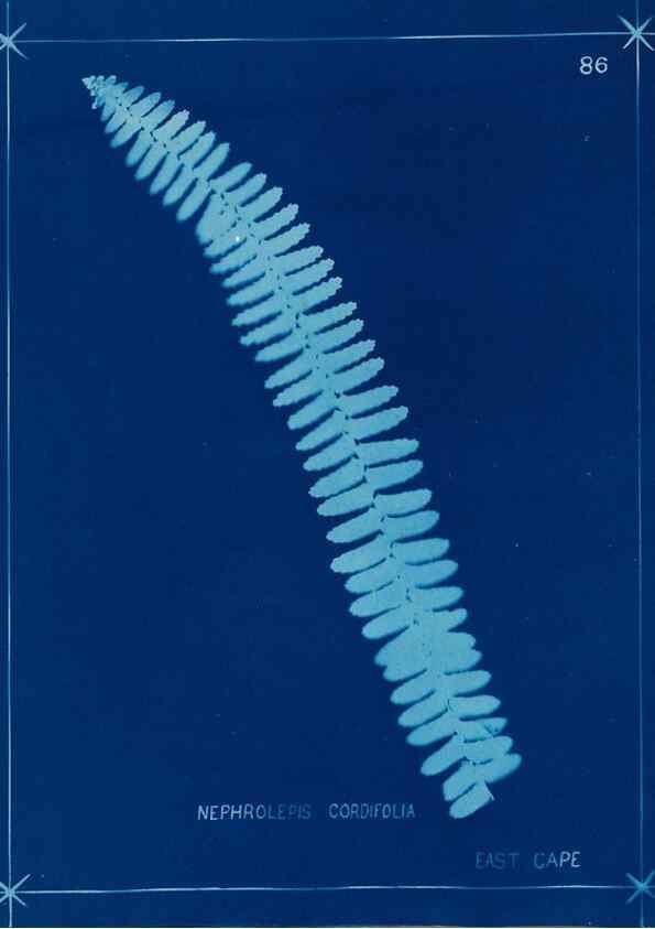 Reproducción/Reproduction 49805967381: [New Zealand ferns]. Auckland, New ZealandDobbie, H. B.1880. 