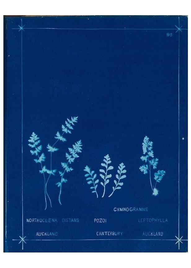 Reproducción/Reproduction 49805415608: [New Zealand ferns]. Auckland, New ZealandDobbie, H. B.1880. 
