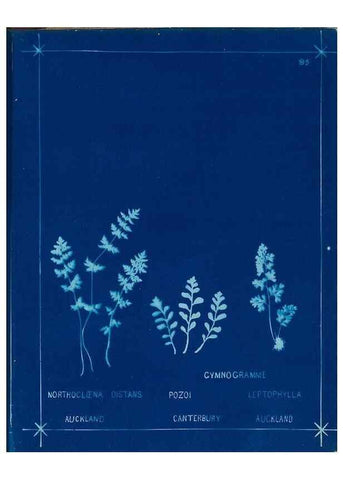 Reproducción/Reproduction 49805415608: [New Zealand ferns]. Auckland, New ZealandDobbie, H. B.1880. 