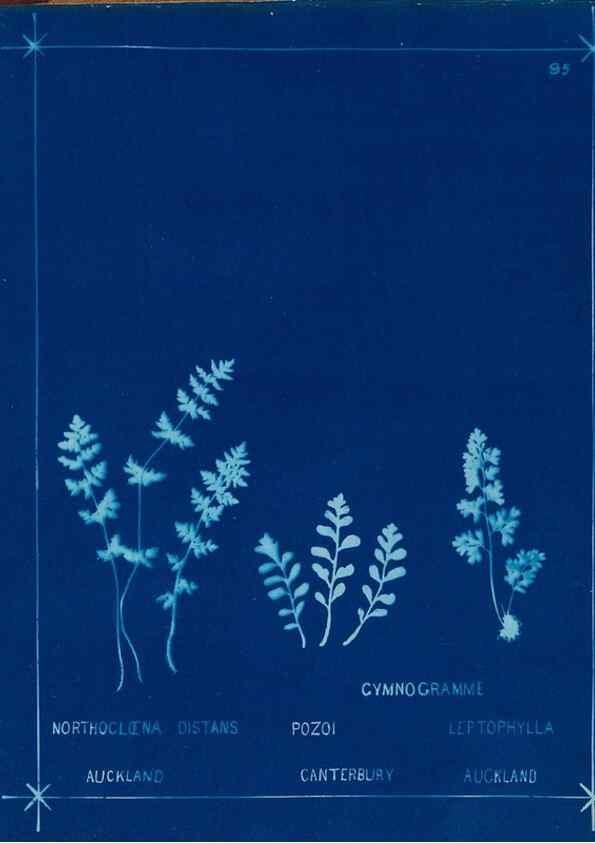 Reproducción/Reproduction 49805415608: [New Zealand ferns]. Auckland, New ZealandDobbie, H. B.1880. 