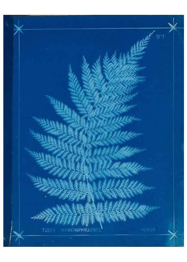 Reproducción/Reproduction 49806281682: [New Zealand ferns]. Auckland, New ZealandDobbie, H. B.1880. 