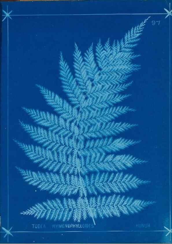 Reproducción/Reproduction 49806281682: [New Zealand ferns]. Auckland, New ZealandDobbie, H. B.1880. 