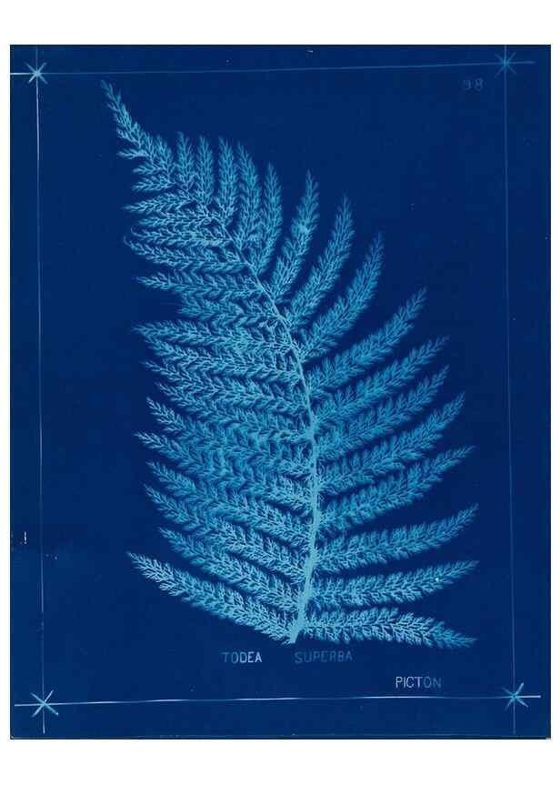 Reproducción/Reproduction 49806282047: [New Zealand ferns]. Auckland, New ZealandDobbie, H. B.1880. 