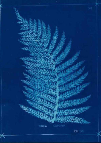 Reproducción/Reproduction 49806282047: [New Zealand ferns]. Auckland, New ZealandDobbie, H. B.1880. 