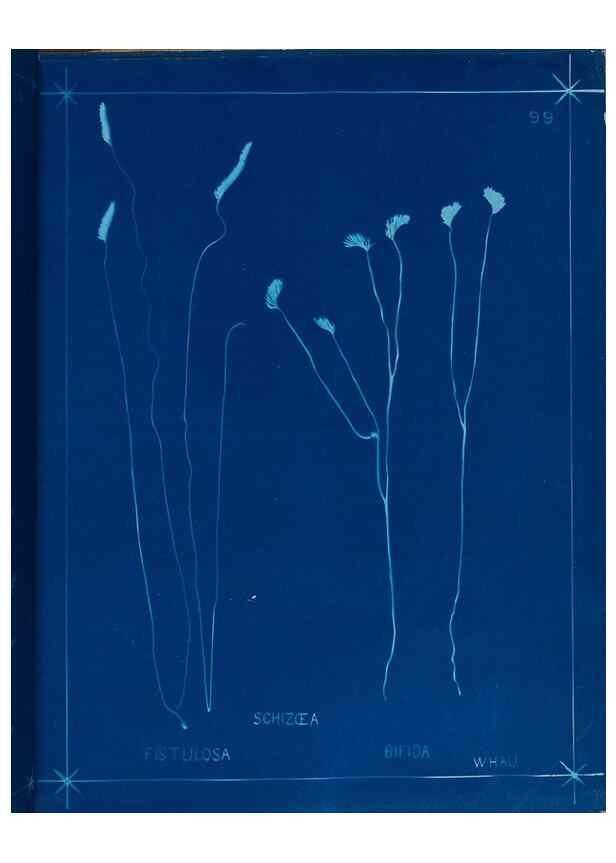 Reproducción/Reproduction 49805417208: [New Zealand ferns]. Auckland, New ZealandDobbie, H. B.1880. 